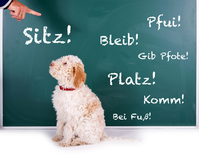 Basistraining